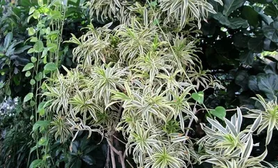 Rang-barang xlorofitum (Chlorophytum variegatum) — 25–30 sm 1
