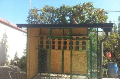 Kabutarlar uchun valer 1