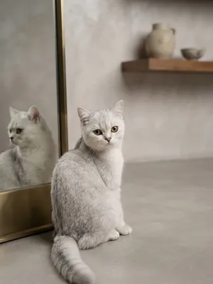 britan kumush chinchilla zotli 1