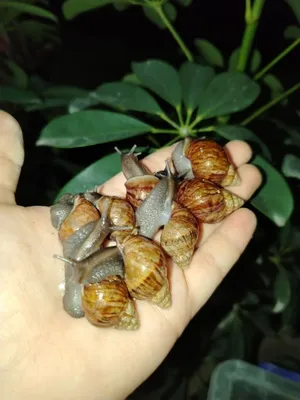 Улитки для сияющего лица 1