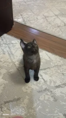 Котёнок для передачи в добрые руки 1