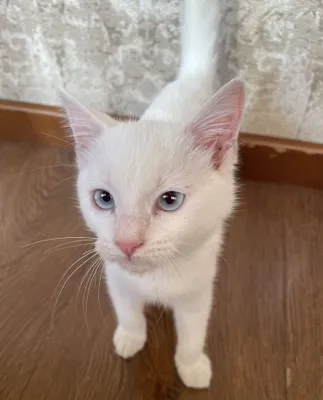 3 oylik oq mushukcha 1
