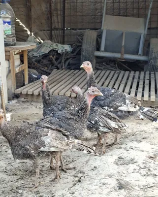 5 индюшат породы «Джайдар» 1