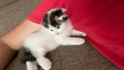 Turkish angora mushuk 2 oylil qiz bola nasil olsa boladi 1