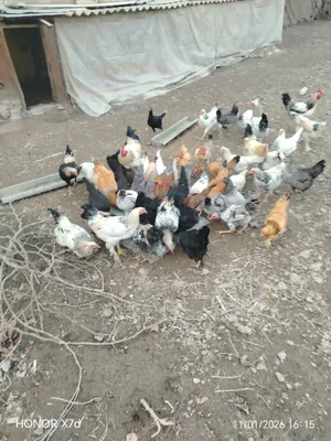 Tovuqlar sotiladi 1