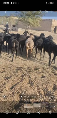 Reklama qiladigan kanal