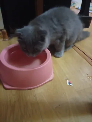 продам котенка вислоухий 1
