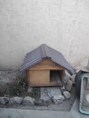 O‘rta kattalikdagi it uchun budkani sotaman