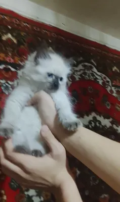 Продаётся сиамский Мушу 1