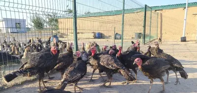Kurkalar bor 30 ta chiqadi 1