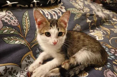 Отличный котёнок для доброго человека