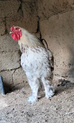 Брама, мясной домашний петух 1