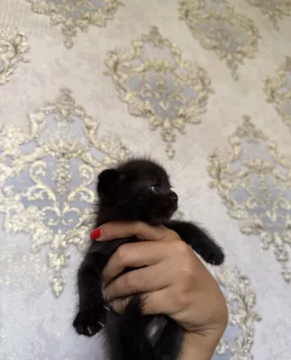 Продаются котята 1