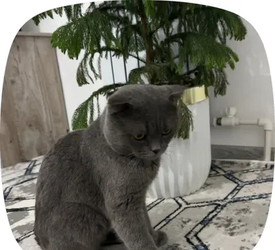 Chiroyli Erkak Mushik Sotiladi