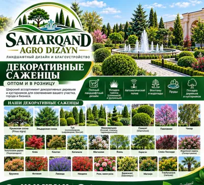 Манзарали кучатлар Узбекистон буйлаб йетказиб бераимиз. 1