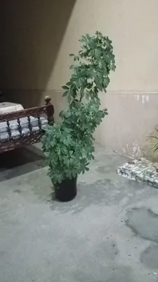 gul sotiladi srochna chiroyli 1