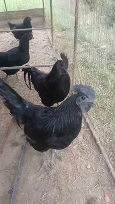 Яйца ухайлиской курицы 1