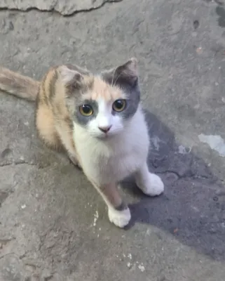 Отдам кошку бесплатно, девочка, 6 месяцев