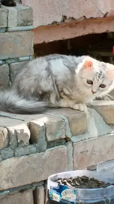 Продаётся котёнок породы Винвила