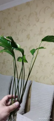 Yirik bargli anubias 1