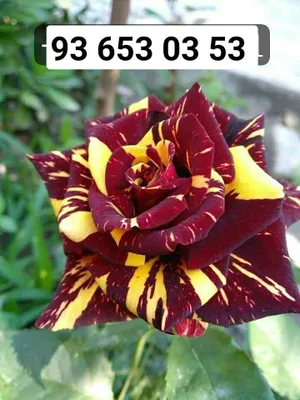 Atirgullar 4xil rangidan bor 1
