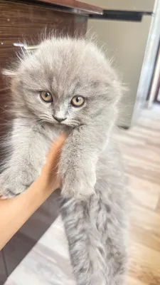Кошка скоттиш фолд 1