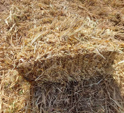 Продаются прессованные початки кукурузы. Адрес: махалля Сабзипоя, Термезский район. Телефон 1