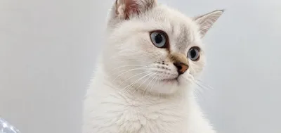 Zoti: Aralash onasi Scottish Fold otasi Zolotaya shinshilla 4 oylik 1
