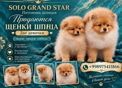 Pomeran shpitsi zotdor kuchukchalari 1
