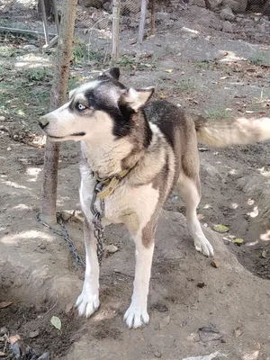 Сука хаски по имени Герда, 2 года 1
