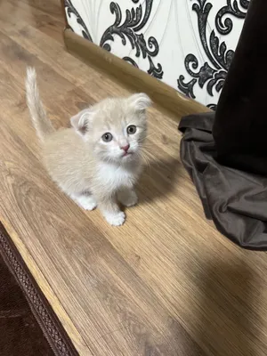Шиншилла скоттиш-фолд 1