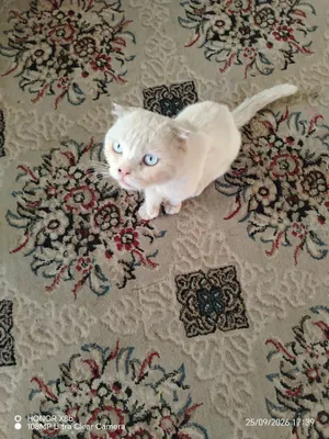 кот 1