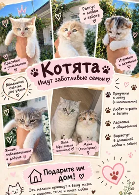 Британский шиншила