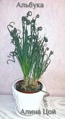 Spiral albuka 1