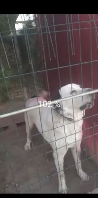 Ищу собаку алабай сучку цвести у меня кобел 1