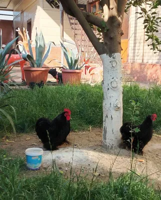 Yapon Choynak toza zot 1