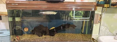 Baliqlar bilan akvarium sotaman