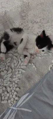 Tube porno sevgilisi