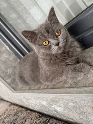 кошка чисто продам 1