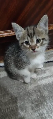 котенок девочка в добрые руки 1