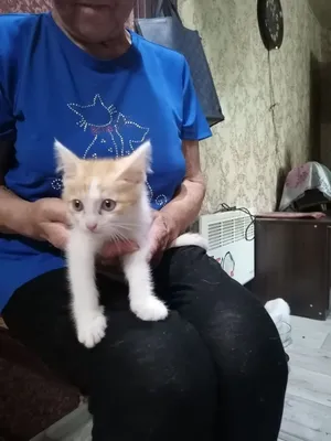 Котенок девочка в добрые руки 1
