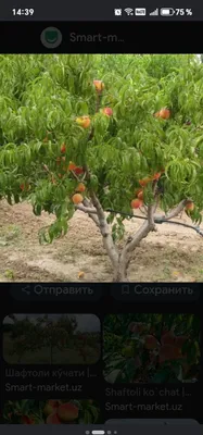 Срочно продаётся 1 га абрикосового сада. Есть капельное орошение