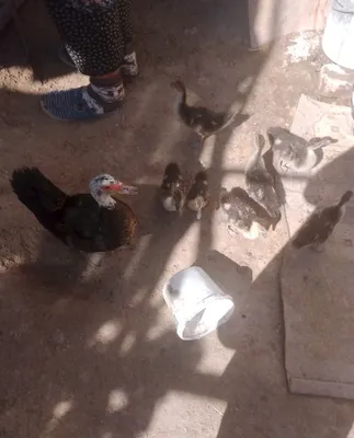 7ta bolasi bn onasi induwka 1