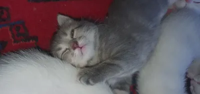 Котёнок в подарок 1