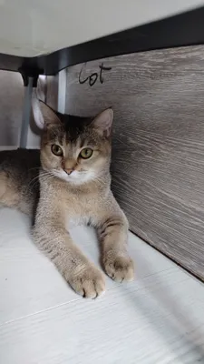 Породистая кошка шиншилла 1