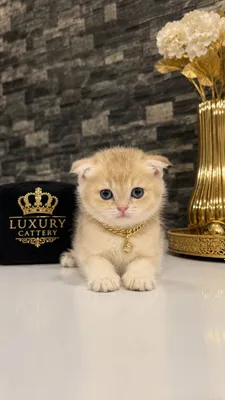 Продается котенок фолд ау12 1
