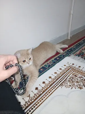 Chinchilla mushuk 1ga kirgan 1