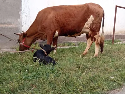 Ona bola bolasi buqa 1