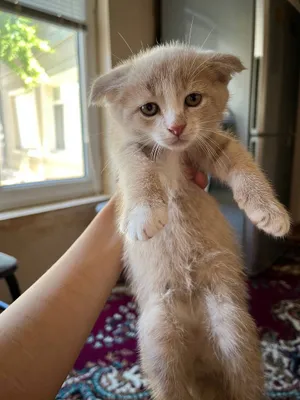 Продаются породистые котята 1