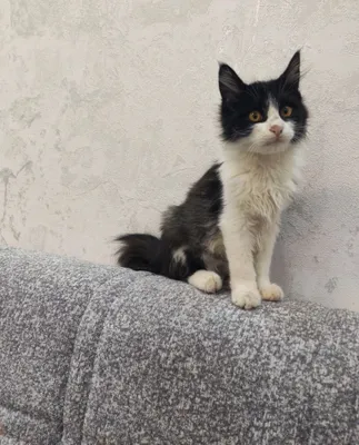 Котёнок-мальчик 3 месяцев отдаётся в дар 1